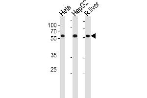 anti-Polymerase (DNA Directed), delta 2, Accessory Subunit (POLD2) (AA 237-265) antibody