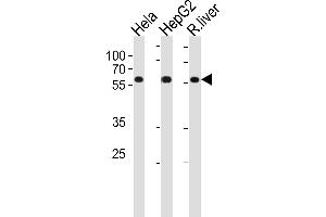 POLD2 Antibody (Center) (ABIN1881666 and ABIN2843420) western blot analysis in Hela,HepG2 cell line and rat liver tissue lysates (35 μg/lane). (POLD2 anticorps  (AA 237-265))