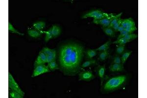 Immunofluorescent analysis of Hela cells using ABIN7152763 at dilution of 1:100 and Alexa Fluor 488-congugated AffiniPure Goat Anti-Rabbit IgG(H+L)