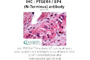Image no. 1 for anti-Prostaglandin E Receptor 4 (Subtype EP4) (PTGER4) (C-Term) antibody (ABIN1738564)