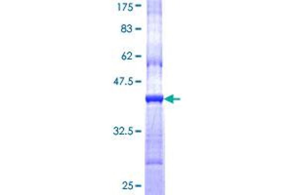 CHRND Protein (AA 24-130) (GST tag)