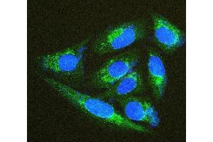 IF analysis of TXN2 using anti-TXN2 antibody (ABIN7602150). (TXN2 anticorps  (AA 60-166))