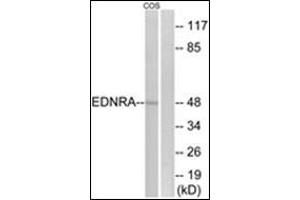 Western blot analysis of extracts from COS7 cells, using EDNRA Antibody .