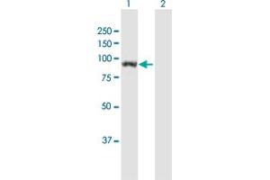 Western Blot analysis of UNC45B expression in transfected 293T cell line by UNC45B MaxPab polyclonal antibody. (UNC45B anticorps  (AA 1-850))