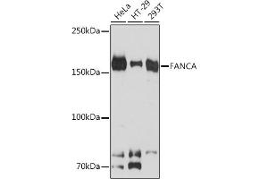 Western blot analysis of extracts of various cell lines, using FANCA Rabbit mAb (ABIN7267124) at 1:1000 dilution. (FANCA anticorps)