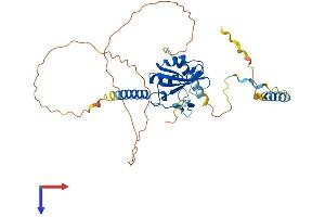AlphaFold protein structure predicition of Mouse Recombinant Rbm48 Protein, UniprotID Q8K2X2