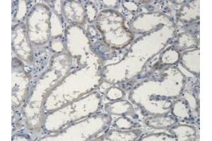 IHC-P analysis of Human Kidney Tissue, with DAB staining. (Apolipoprotein L 2 anticorps  (AA 186-337))