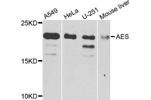 Western blot analysis of extracts of various cells, using AES antibody. (AES anticorps)