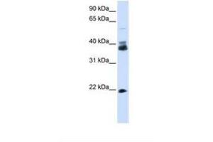 Image no. 1 for anti-Synaptophysin (SYP) (N-Term) antibody (ABIN6738166) (Synaptophysin anticorps  (N-Term))