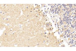 Detection of CAMLG in Human Cerebellum Tissue using Polyclonal Antibody to Calcium Modulating Ligand (CAMLG)
