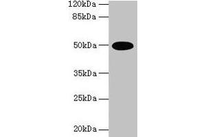 Western blot All lanes: TUFM antibody at 2 μg/mL + U251 whole cell lysate Secondary Goat polyclonal to rabbit IgG at 1/10000 dilution Predicted band size: 50 kDa Observed band size: 50 kDa (TUFM anticorps  (AA 46-290))