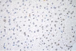 Immunohistochemistry was performed on paraffin-embedded mouse liver using RAD51 recombinase antibody (ABIN7798367), 1:200). (Recombinant RAD51 anticorps)