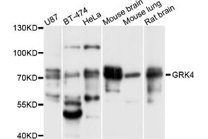 Western blot analysis of extracts of various cell lines, using GRK4 antibody (ABIN5997844) at 1/1000 dilution. (GRK4 anticorps)