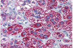 Human Adrenal (formalin-fixed, paraffin-embedded) stained with CYP1B1 antibody ABIN290263 at 10 ug/ml followed by biotinylated goat anti-rabbit IgG secondary antibody ABIN481713, alkaline phosphatase-streptavidin and chromogen. (CYP1B1 anticorps  (AA 400-450))