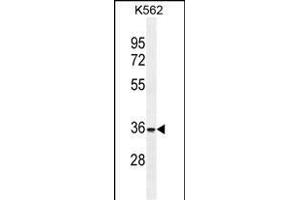 FOXI3 Antibody (Center) (ABIN655439 and ABIN2844973) western blot analysis in K562 cell line lysates (35 μg/lane). (FOXI3 anticorps  (AA 157-186))