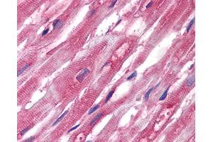 Immunohistochemistry staining of human heart (paraffin sections) using anti-alpha-tubulin (TU-01).