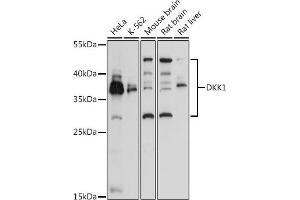 Western blot analysis of extracts of various cell lines, using DKK1 antibody (ABIN3016252, ABIN3016253, ABIN3016254 and ABIN6219665) at 1:3000 dilution. (DKK1 anticorps  (AA 71-266))