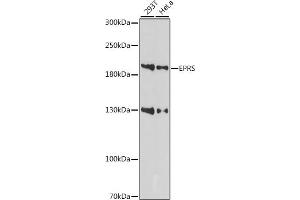 Western blot analysis of extracts of various cell lines, using EPRS antibody (ABIN7267432) at 1:1000 dilution.