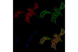 ABIN6261680 and ABIN6268889 staining Hela cells by IF/ICC. (FAS anticorps  (C-Term))