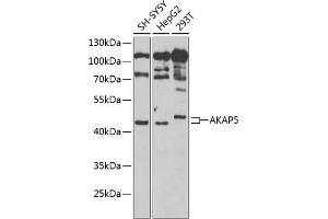 Western blot analysis of extracts of various cell lines, using  Antibody (ABIN6129179, ABIN6136708, ABIN6136710 and ABIN6222176) at 1:1000 dilution. (AKAP5 anticorps  (AA 1-270))