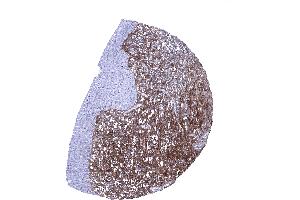 Strong decorin staining of the stroma while urothelium remains unstained in the urinary bladder