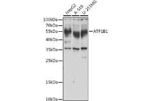 Western blot analysis of extracts of various cell lines, using B1 antibody (ABIN6127389, ABIN6137306, ABIN6137309 and ABIN6221475) at 1:1000 dilution. (ATP1B1 anticorps  (AA 63-303))