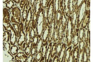 ABIN6272547 at 1/100 staining Mouse kidney tissue by IHC-P. (MINA anticorps)