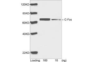 Western blot analysis of human C-Fos recombinant protein using Rabbit Anti-C-Fos Polyclonal Antibody (ABIN399020, 1 µg/mL) The signal was developed with IRDyeTM 800 Conjugated Goat Anti-Rabbit IgG. (c-FOS anticorps  (AA 250-300))