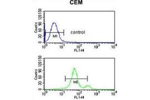 ACCN2 Antibody (C-term) flow cytometric analysis of CEM cells (bottom histogram) compared to a negative control cell (top histogram). (ASIC1 anticorps  (C-Term))