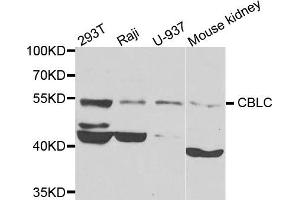 Western blot analysis of extracts of various cells, using CBLC antibody. (CBLC anticorps)