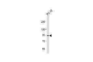 Anti-PCSK1 Antibody (N-Term) at 1:1000 dilution + PC-12 whole cell lysate Lysates/proteins at 20 μg per lane.