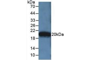 Detection of Recombinant APOA5, Human using Polyclonal Antibody to Apolipoprotein A5 (APOA5) (APOA5 anticorps  (AA 167-335))