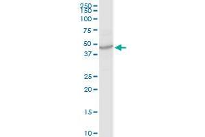 CANT1 MaxPab rabbit polyclonal antibody. (CANT1 anticorps  (AA 1-401))
