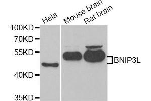 Western Blotting (WB) image for anti-BCL2/adenovirus E1B 19kDa Interacting Protein 3-Like (BNIP3L) antibody (ABIN1980299) (BNIP3L/NIX anticorps)