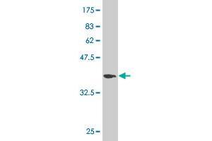 Western Blot detection against Immunogen (36.