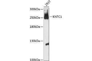 Western blot analysis of extracts of 293T cells, using KNTC1 antibody (ABIN6128162, ABIN6142987, ABIN6142988 and ABIN6216914) at 1:3000 dilution. (KNTC1 anticorps  (AA 900-1100))