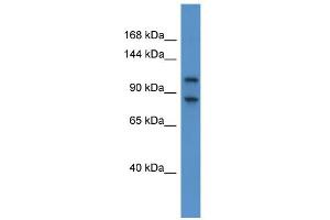 WB Suggested Anti-Nbr1 Antibody Titration: 0. (NBR1 anticorps  (C-Term))