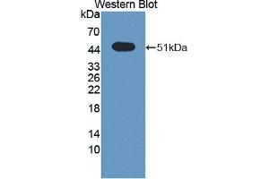 Figure. (SPRED2 anticorps  (AA 1-418))