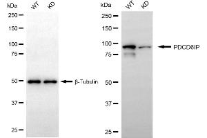 Western blotting analysis using PDCD6IP antibody (ABIN7799908).