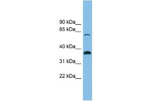 SLC25A4 antibody  (N-Term)