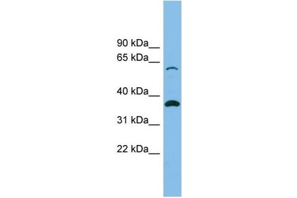 SLC25A4 antibody  (N-Term)