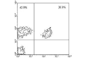 Image no. 1 for anti-CD3 (CD3) antibody (ABIN135504)