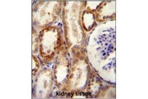 Image no. 2 for anti-5'-Nucleotidase, Ecto (CD73) (NT5E) (AA 1-30), (N-Term) antibody (ABIN357389) (CD73 anticorps  (N-Term))