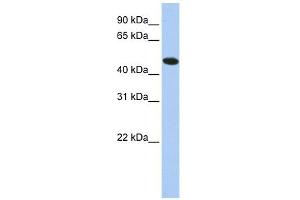 TXNDC5 antibody used at 1 ug/ml to detect target protein. (TXNDC5 anticorps  (N-Term))