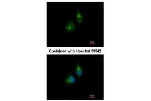 ICC/IF Image Immunofluorescence analysis of methanol-fixed A549, using PDIR, antibody at 1:200 dilution. (PDIA5 anticorps)