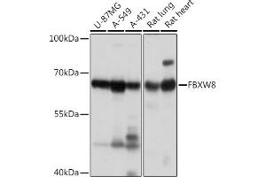 Western blot analysis of extracts of various cell lines, using FBXW8 Rabbit pAb (ABIN7267083) at 1:1000 dilution. (FBXW8 anticorps)