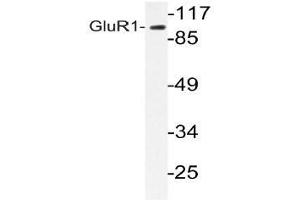 Western blot analysis of GluR1 antibody in extracts from COS-7 cells. (Glutamate Receptor 1 anticorps)