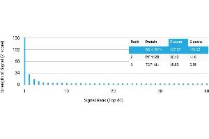 Protein Array (PAr) image for anti-Prodynorphin (PDYN) antibody (ABIN7456300)