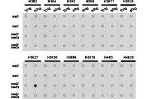 Dot-blot analysis of all sorts of methylation peptides using H3K27me2 antibody. (Histone anticorps)