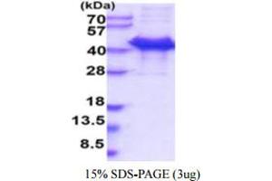 SDS-PAGE (SDS) image for Calumenin (CALU) (AA 20-315) protein (ABIN5854970) (CALU Protein (AA 20-315))